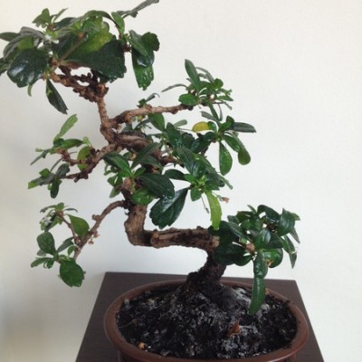 Bonsai 1.jpg