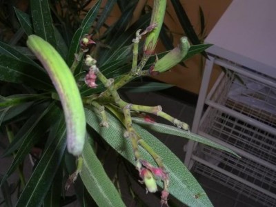 oleander agus.JPG
