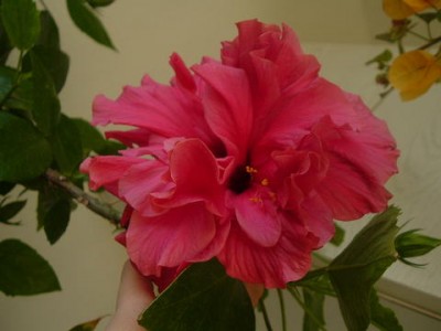 hibiskus9f26.jpg