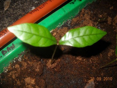 synsepal37402734.jpg