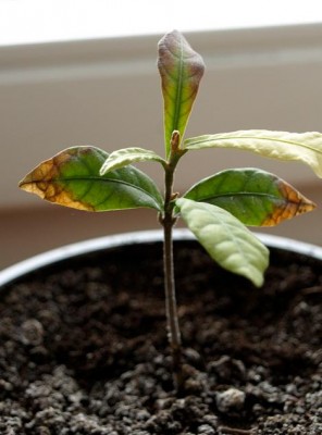 synsepal prorafalko1.JPG