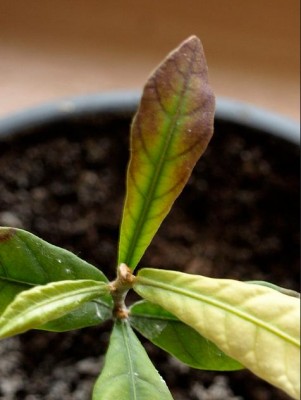 synsepal prorafalko3.JPG