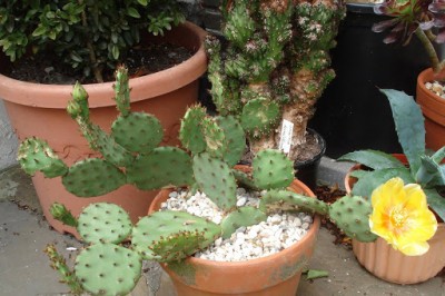 Opuntia humifusamarc.JPG