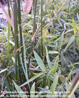 phyllostachys bisseti.JPG