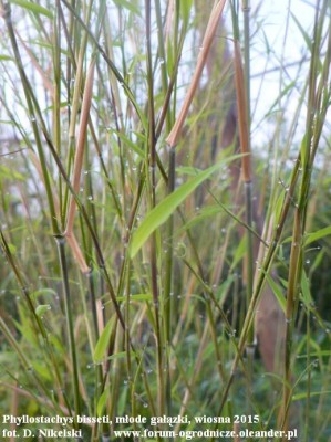 phyllostachys bisseti młode gałązki.JPG