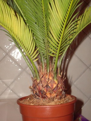 mawricycas5.jpg