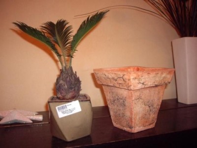 mawricycas3.jpg