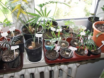 2008_0420marzeckwiecien0157.jpg