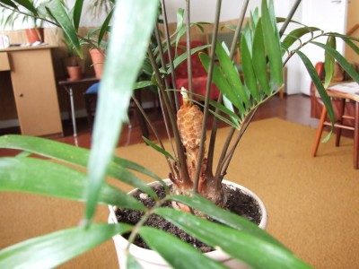 2008_0420marzeckwiecien0153.jpg