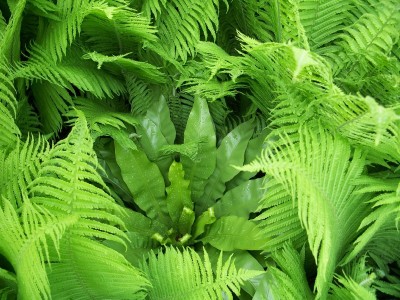 asplenium nidus andres.jpg