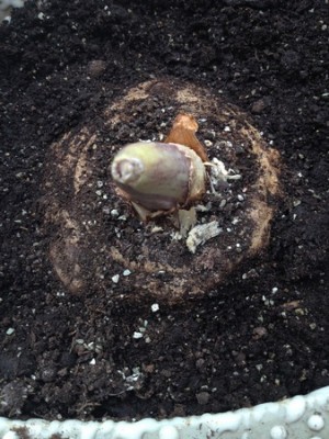 Palczycha kroplista-2 (Kopiowanie).jpg
