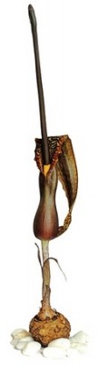 Palczycha kroplista (Kopiowanie).jpg