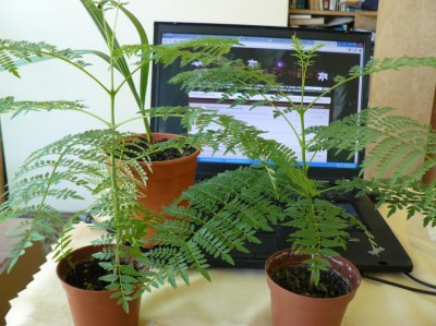 jakaranda od Waldka.JPG