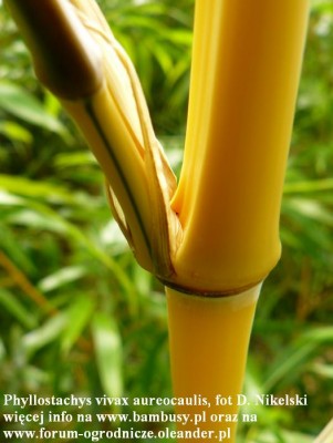 Phyllostachys vivax 'Aureocaulis` 1.JPG