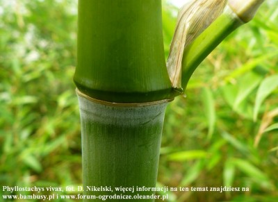 Phyllostachys vivax 1.JPG