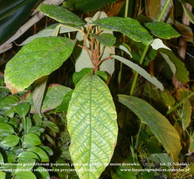 theobroma grandiflorum plant 3.JPG