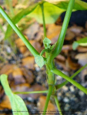 theobroma bicolor 1a.JPG