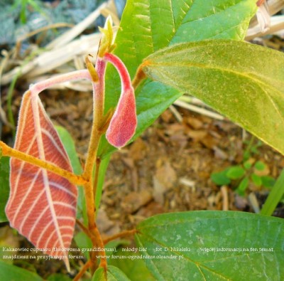 theobroma grandiflorum plant 10a.JPG