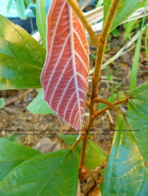 theobroma grandiflorum plant 11a.JPG