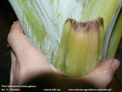 musa glauca3.JPG