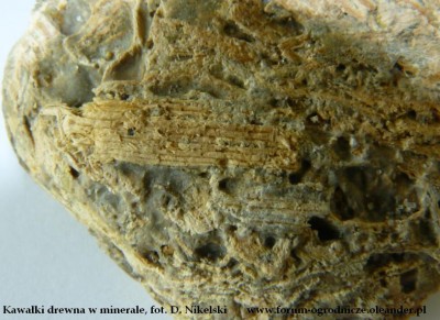 zlepieniec drzewny.JPG