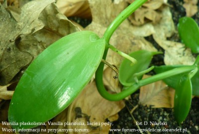 wanilia płaskolistna.JPG