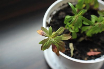 IMG_3121 (Small).jpg