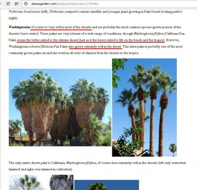 washingtonia2.JPG