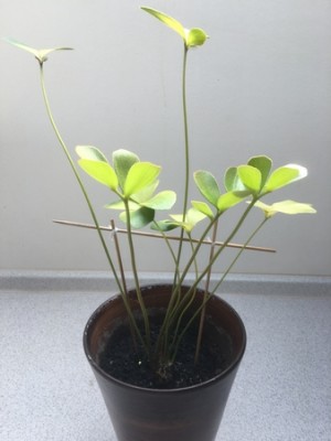 Zamia 1 (Kopiowanie).jpg