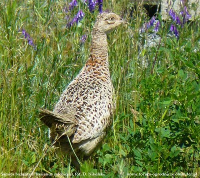 samica bazanta 1.JPG