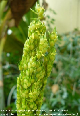 sorgo.JPG