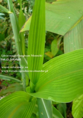 sorgo liscie.JPG