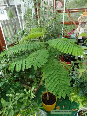 Poinciana regia.JPG