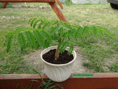 Bonsai płomień afryki.JPG