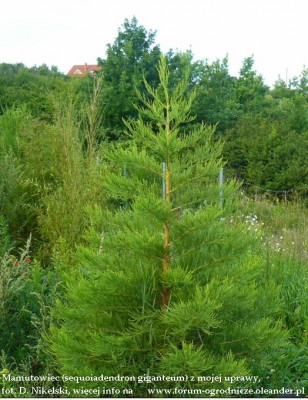 sequoiadendron giganteum 2,5m.JPG