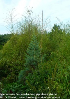 sequoiadendron glauca 2,5m.JPG