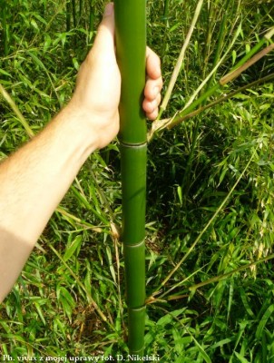 Phyllostachys vivax 4m 1.JPG