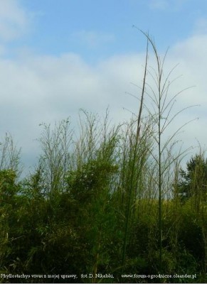 Phyllostachys vivax 4m 2.JPG