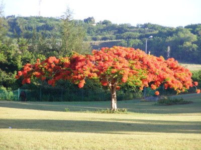 Delonix Regia (Kopiowanie).JPG