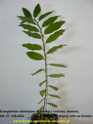 100 procent ulistniona annona.JPG