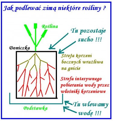 podlewanie zimowe.JPG