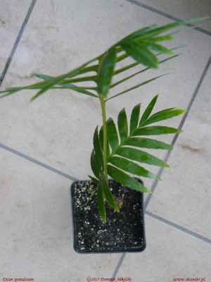 dioon spinulosum.JPG