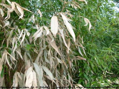 bambus moso po zimie 1.JPG