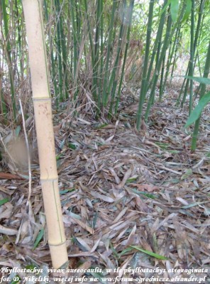 phyllostachys vivax aureocaulis i atrovaginata.JPG