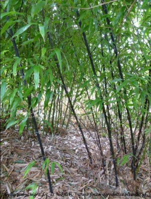 phyllostachys nigra.JPG