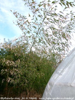 phyllostachys vivax.JPG