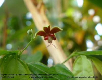 theobroma gileri flower.JPG