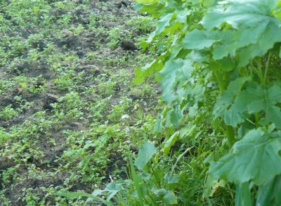 rosliny na komposcie 2.JPG