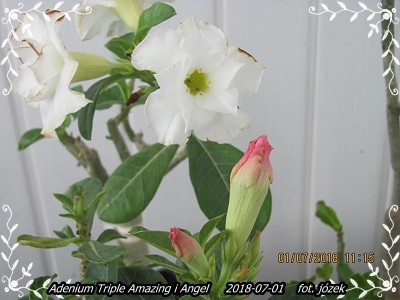 Adenium 001.JPG