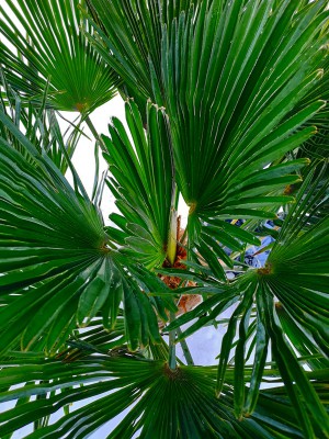 Trachycarpus Wagnerianus 003.jpg